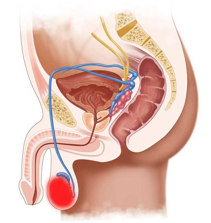 secreție în timpul excitației și inflamației testiculelor
