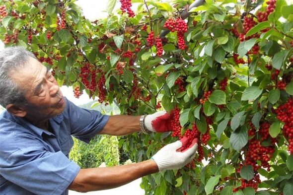 Prin consumarea fructelor de schisandra chinezești, un bărbat își va întări potența