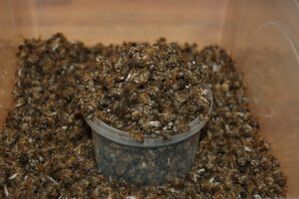 Bee a săpat pentru o potență crescândă